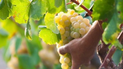 oliver-viticultors